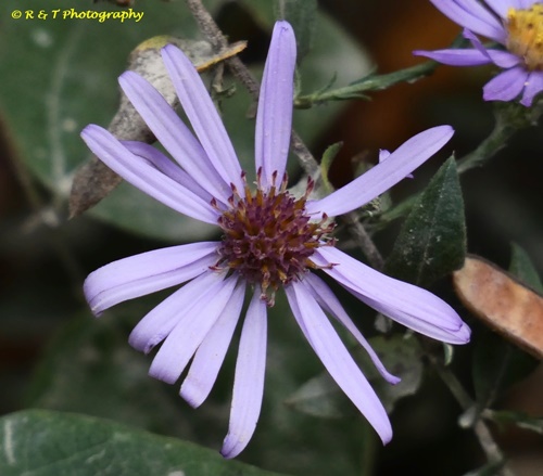 {Symphyotrichum patens}